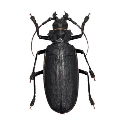 BACALYSO Nirvana Titan Giant Beetle Figur 12CM Klasse Kjøleskapsklistremerke Magnetisk Ornament Magnet Ekte Insekt Klasse Voksen Illustrert Bok Insekt