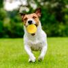 1 Pcs EVA Dog Ball Toy Pet Bite Resistant Chew Toys Pets Interactive Balls(yellow)
