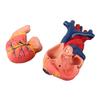 Life Size Anatomical Human Heart Model for Middle and High School Biology Teaching Tool