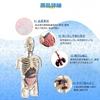 HYEANHLPYE Human Anatomy Model Toy, Human Body Model Toy, Mannequin, Transparent Half-Body with Detachable Organs and Skeleton Model, Disassembly Puzz