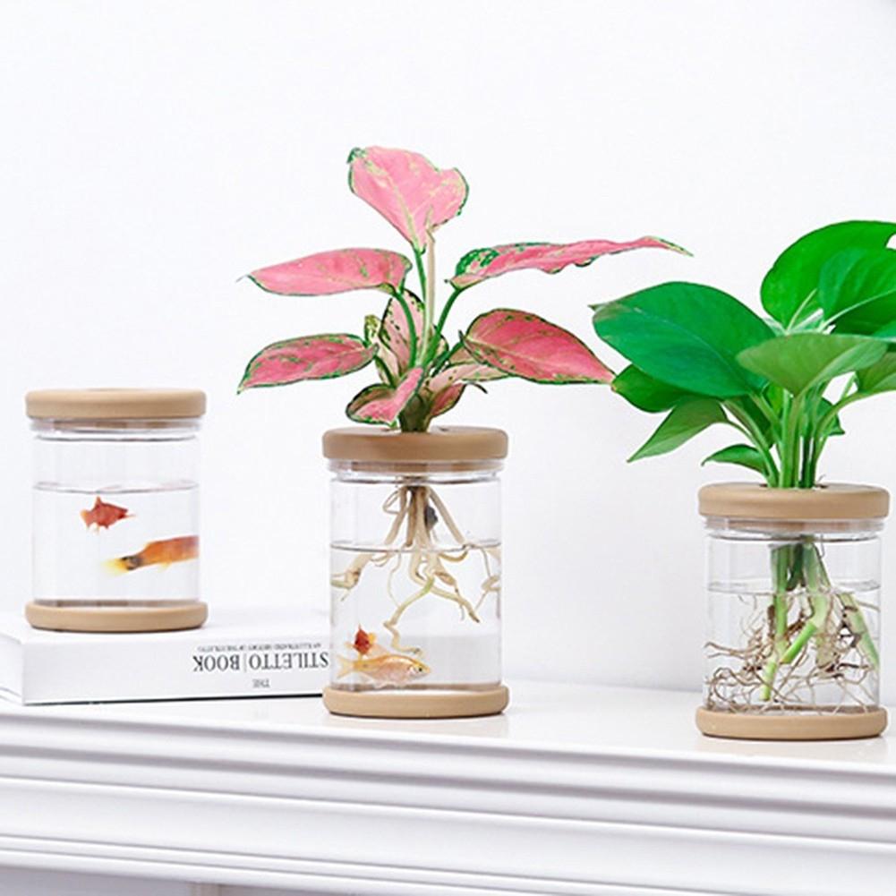 Breathable Clear Plant Container for Small Indoor Gardens and Decor