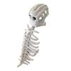 Dinosaur Skeleton Costume Realistic Plush 3D Dinosaur Skull Headpiece And Spine Costume Set for Halloween Cosplay