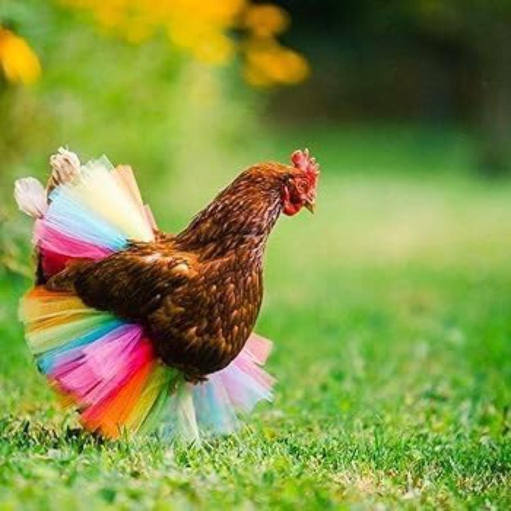 3 Stück Hühnerrock Hühner-Tutu-Kleid Hühner-Outfit Regenbogen Haustier-Tutu Verrückte Hühnerdame Prinzessinnenkleid für Ihre Henne