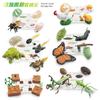 Simulation Of Animals And Plants Insects 6 Themes Butterfly Bee Frog Model Growth Cycle Storage Box Set