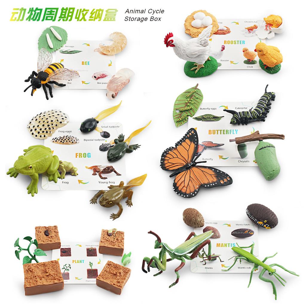Simulation Of Animals And Plants Insects 6 Themes Butterfly Bee Frog Model Growth Cycle Storage Box Set