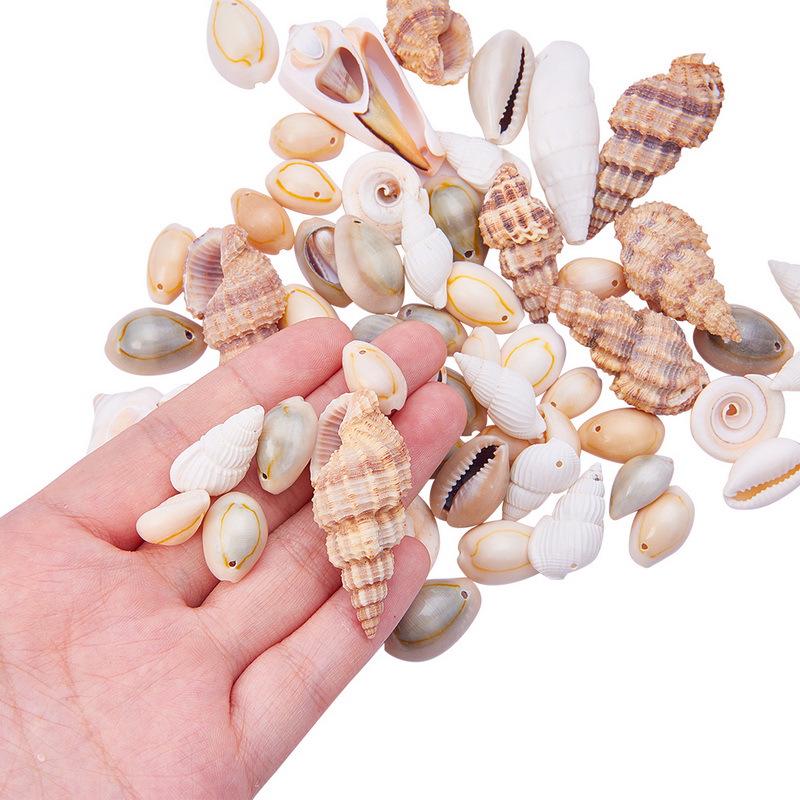 Natural Mixed Shell Conch Jewelry & Fish Tank Decorations