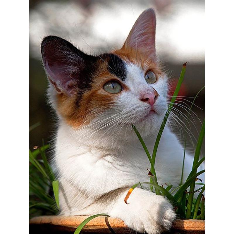 DIY 5D Diamond Painting Full Round Drill Rhinestone Cat Diamond Embroidery Animals Cross Stitch Kit Wall Art Gift Home Decor