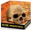 Exo Terra Human Skull