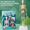 Skeletal Bone Model Assembly Human Body Model Joints Of Human Organ Model  Student