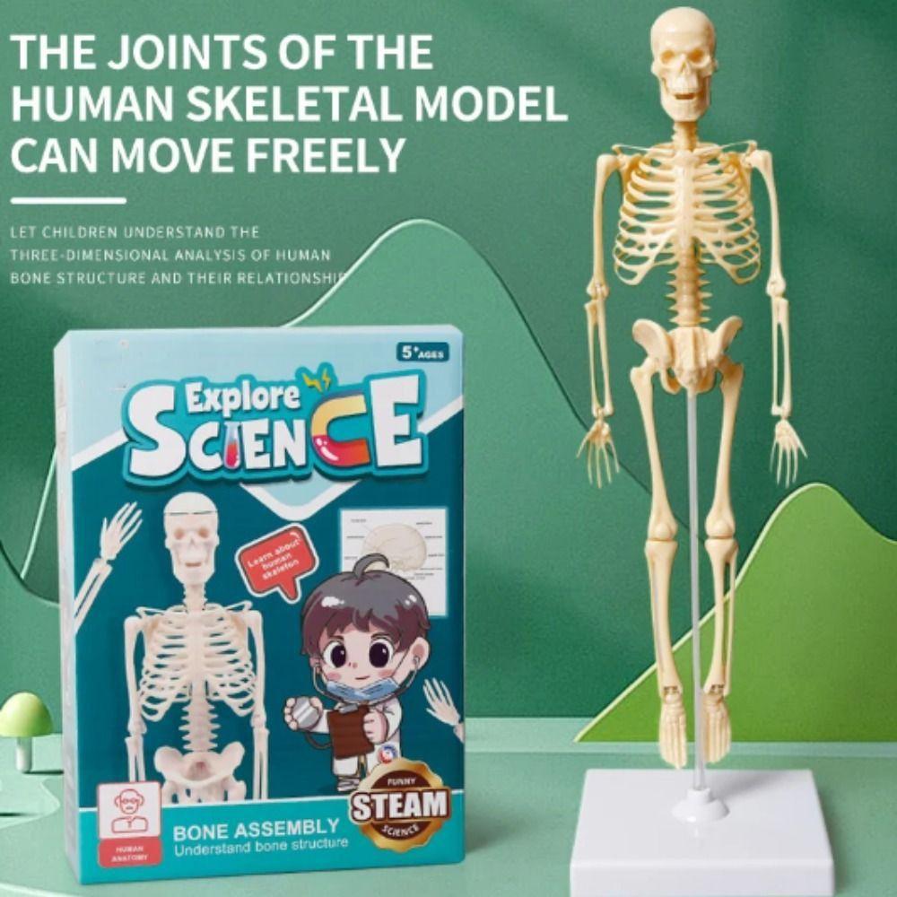 Skeletal Joints Of Human Organ Model DIY Human Body Model Teaching Bone Model  Student