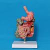 Human Digestive System Model Stomach Anatomy Large Intestine Cecum Rectum Duodenum Human Internal Organs Structure Model