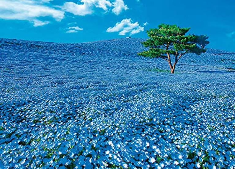 

[Made in Japan] 600-piece jigsaw puzzle Nemophila Hill (38 x 53 cm)