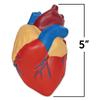 Learning Resources Science Teaching Materials Cross Section Model Heart LER1902 Genuine Product