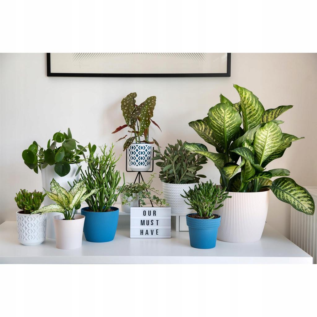 Magnolia white plastic pot 30 cm