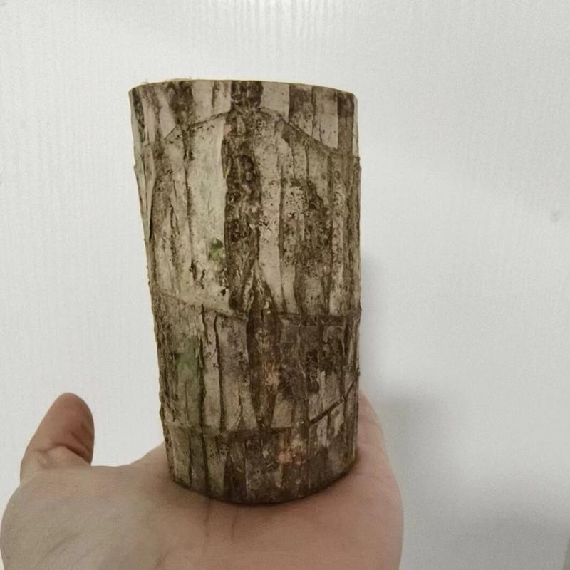 Brazilian Lucky Tree Water Culture Indoor Air Purifier Desk Planter Ceramic White Pot Meditations Decors