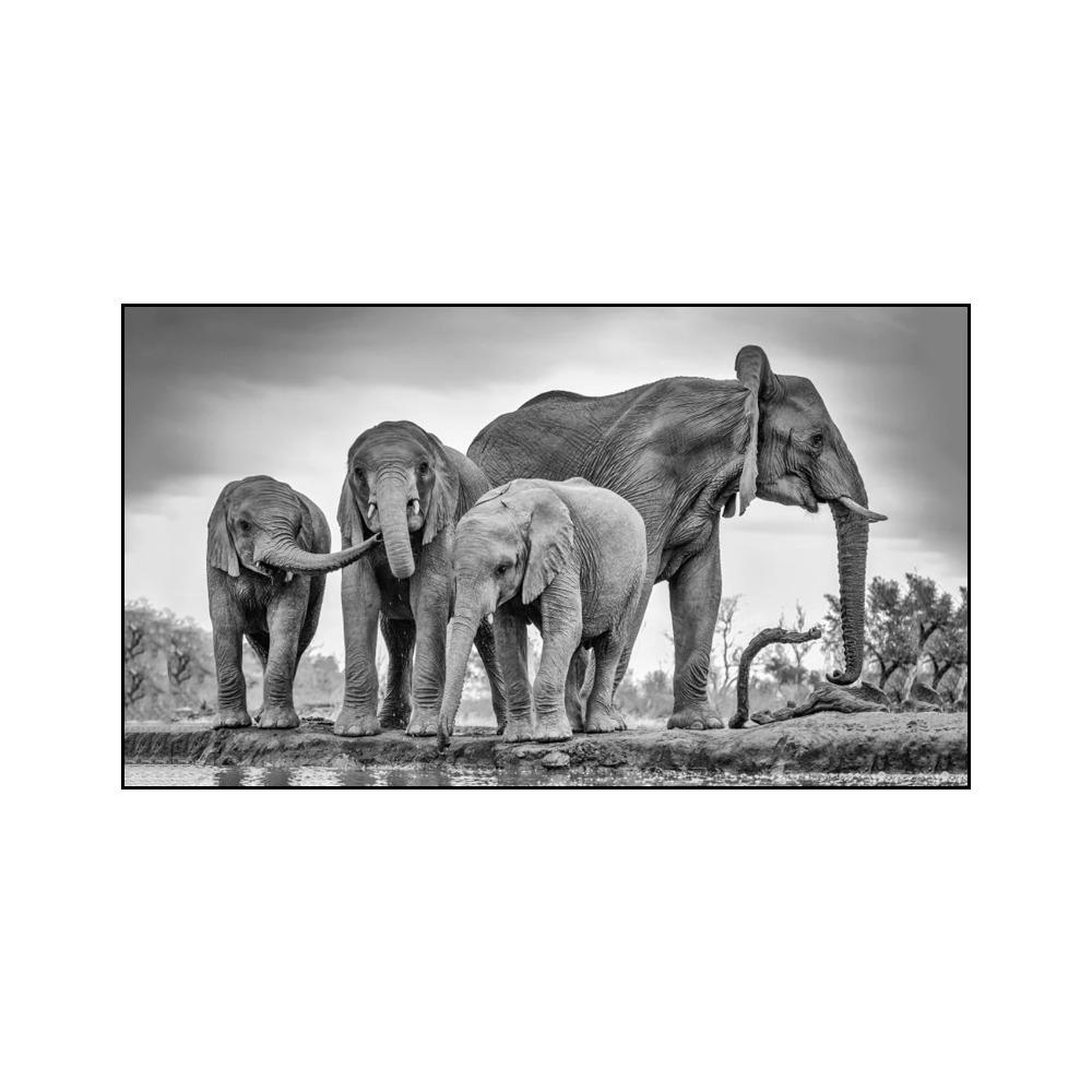 Animali moderni Poster e stampe Wall Art Canvas Painting Elefanti africani Immagini di mandrie per soggiorno Cuadros Decor Senza cornice