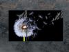 GLAS-KOCHFELD-SCHUTZPLATTE 90x52 BLUME