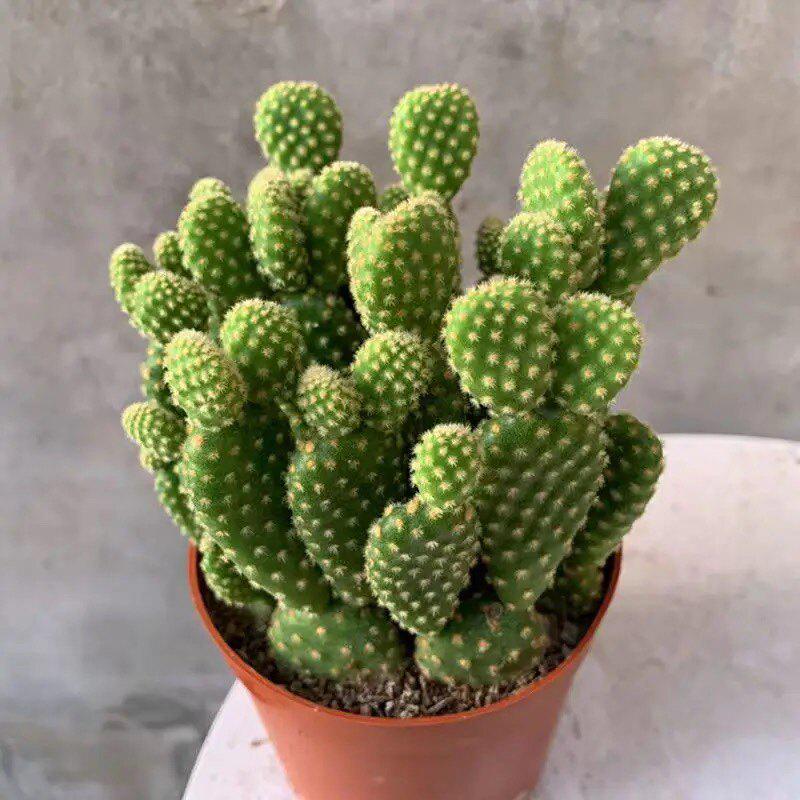 Easy-Care Succulent Arrangement: Wealth-Attracting Mountain Cacti & Flowers for Office or Living Room Décor