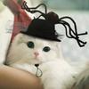 Indoor Adjustable Chin Strap Cute Outdoor Pet Supplies Halloween Cap Dog Visor Hats Cat Costume