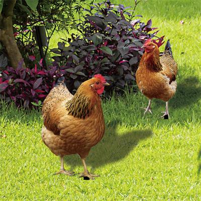 Realistické kuřecí sochy, Akrylové zvířecí zápichy kohouta, Zvířecí sochy Dekor, Kuřecí ozdoby Zahradní umělecká dekorace na dvorek terasu 2 ks