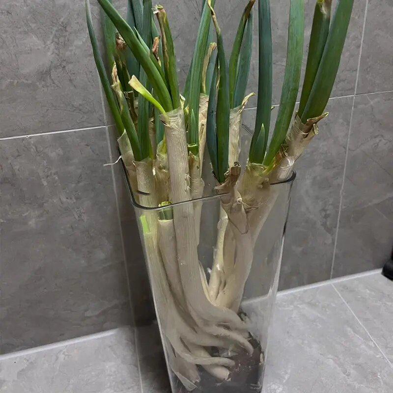 Large Capacity Transparent Kitchen Organizer for Scallions, Yams, Ginger, and Garlic