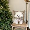 Pet Autumn And Winter Clothing Dog Cotton Coat Traction Bichon Pomeranian Schnauzer Yorkshire Terrier Small Dog Teddy Clothes