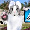Pluszowa realistyczna głowa zwierzęcia królika fursuit pojedyncza głowa gotowa głowa zwierzęcia wystawa komiksowa cosplay Furui kostium futrzany do noszenia