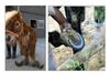 Bulk Discount Cattle & Horse Hoof Trimming Knives – Left/Right Hand Straight Knives for Dairy Cows
