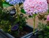 Hydrangea Solar-Powered Outdoor Flower Lamp: Cross-border Waterproof Decorative Light for Lawn and Courtyard.
