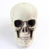 Shuomei menschliches Schädelmodell für Halloween-Dekoration & Spukhaus-Ornamente
