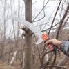 Stainless Steel Telescopic Pole with High Branch Saw and Fruit Tree Scoop Net