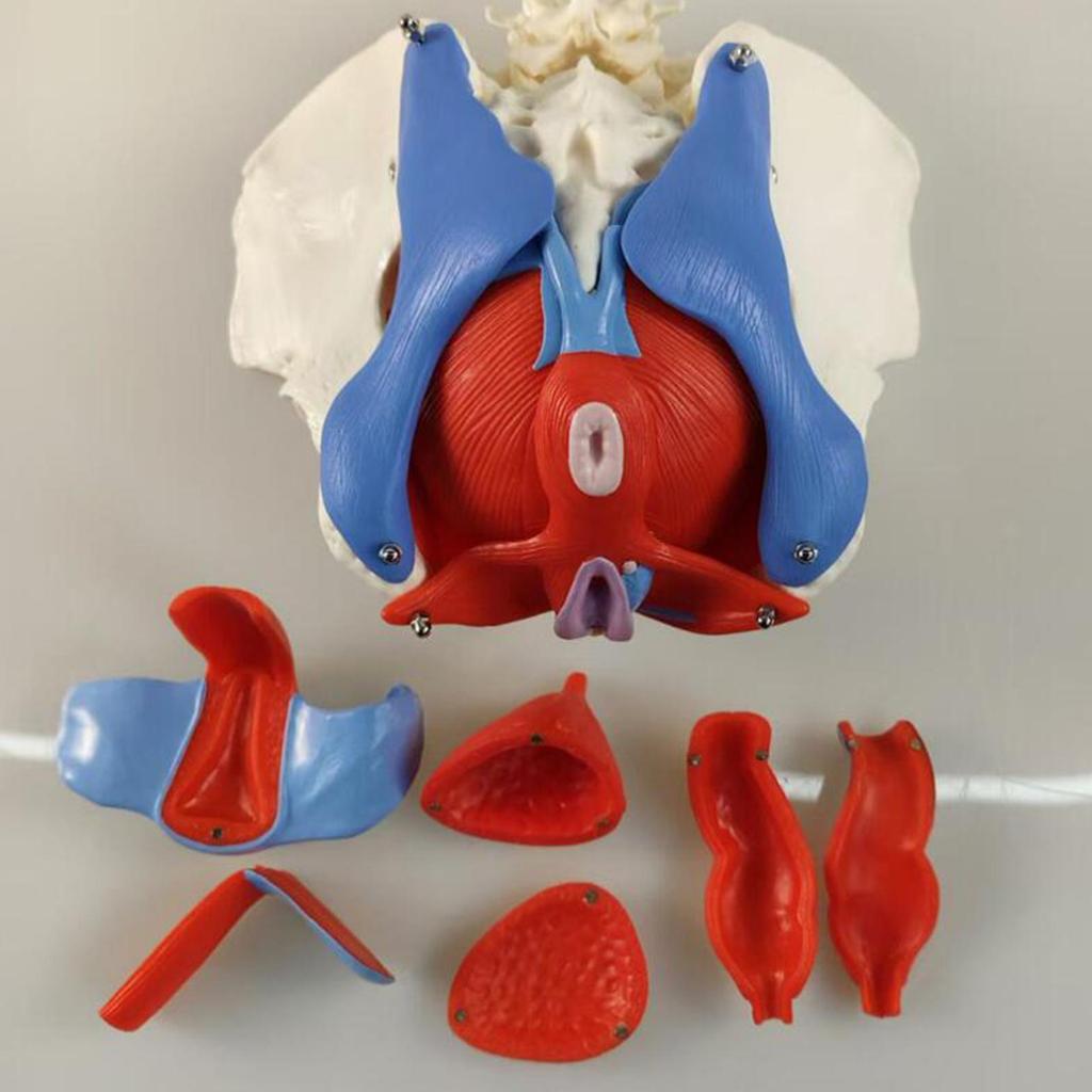 Female Pelvic Model Hip Flexible Medical Skeleton Teaching Aid for Midwife in