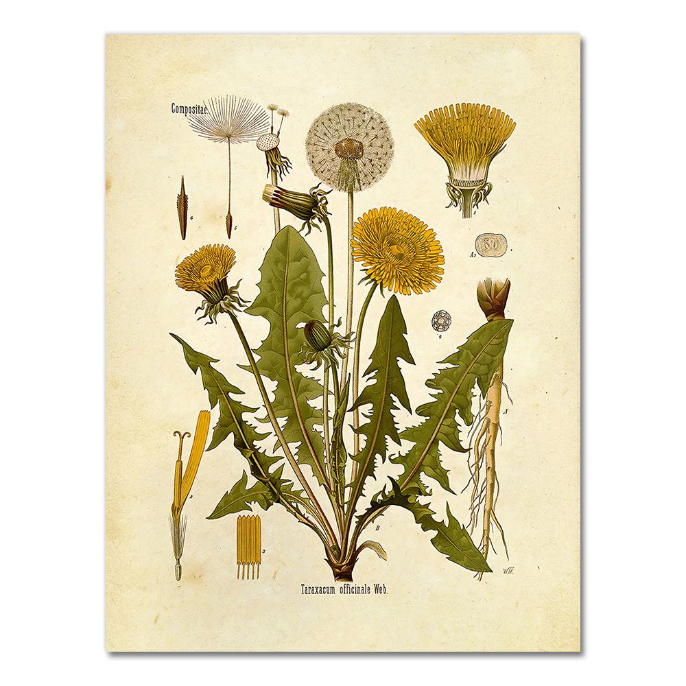 Vintage Wild Plant Poster Botanical Flower Study Living Room Hanging Painting Peony Picture Aesthetic Room Decor Canvas Paintng