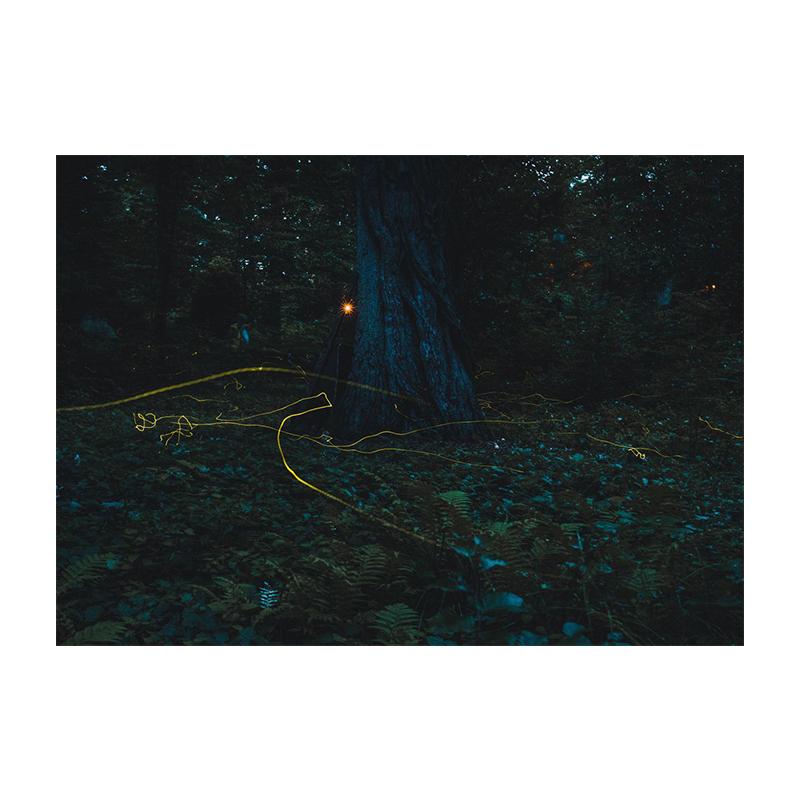 

Танцующие светлячки фото холст печать современный настенный постер темный лес насекомое природа картина для гостиной домашний декор Cuadros 21x30cm No Framed