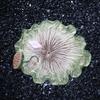 Lotus Leaf Stepping Stones for Outdoor Garden Decor
