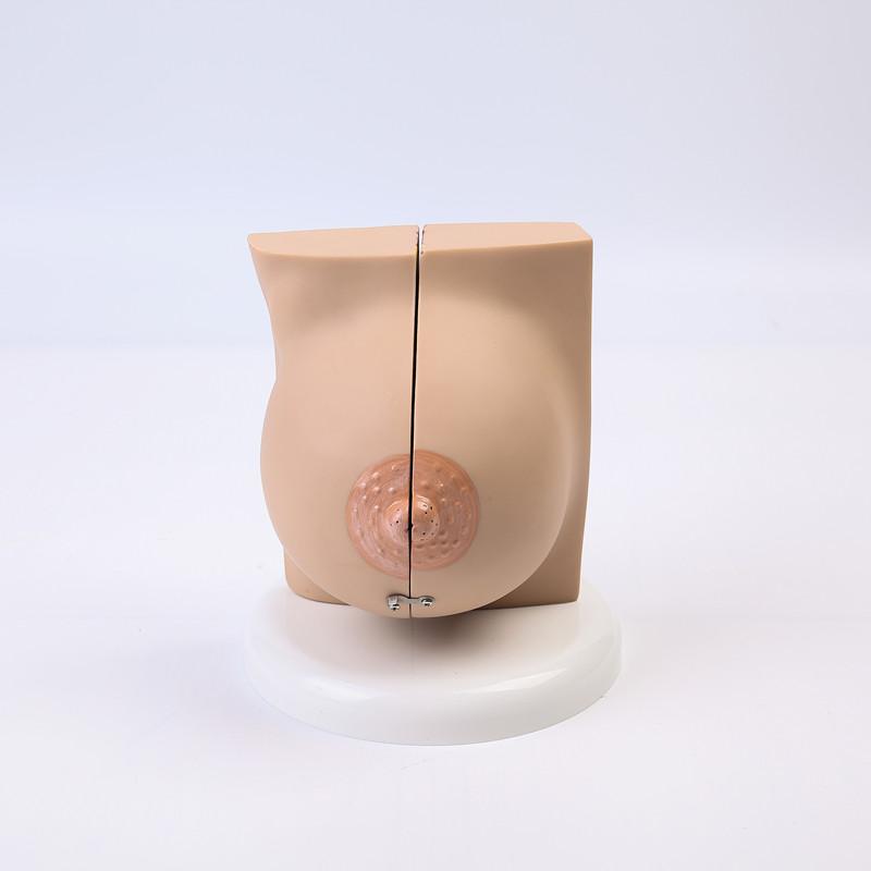 Breast Feeding Model for Nursing Training Teaching Aid Classroom Props