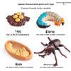 Mini Animal Growth Cycle Toys: Butterfly, Rooster, Ant, Frog, Sea Turtle, Dragonfly