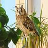 QX2E Exquisite Bird Repeller Owl Pendant for Courtyard and EstateExquisite