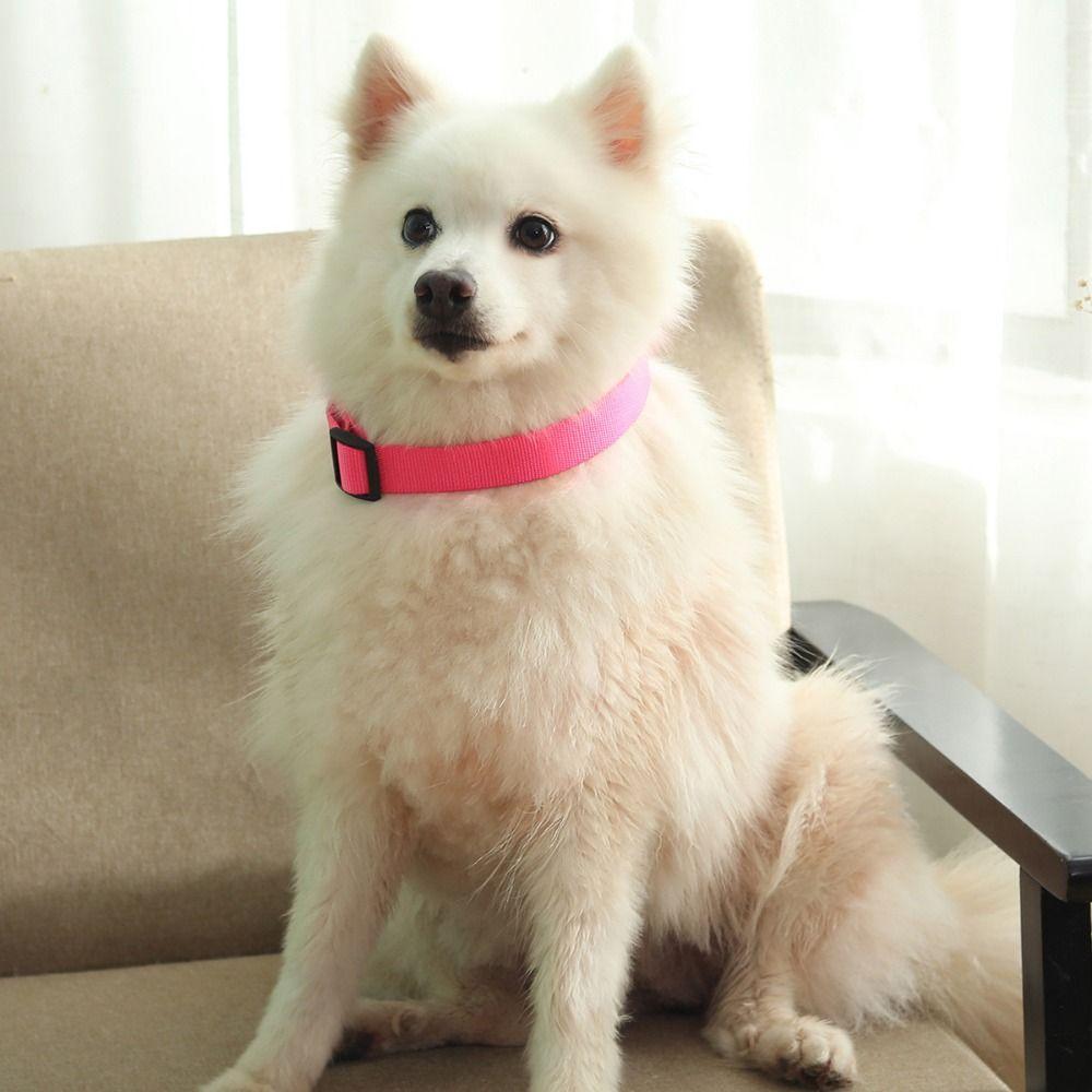 

Nylon Pet Collars Anti-lost Webbing Dog Collar Practical Dog Training Collar Puppy