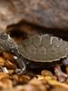 Live Mississippi Map Turtle - Small Deep Water Pet, Ideal for Mixed Breeding Ornamental Tanks
