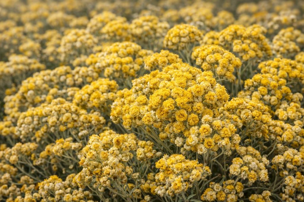 Flor de Siempreviva 50g Tisana de hierbas