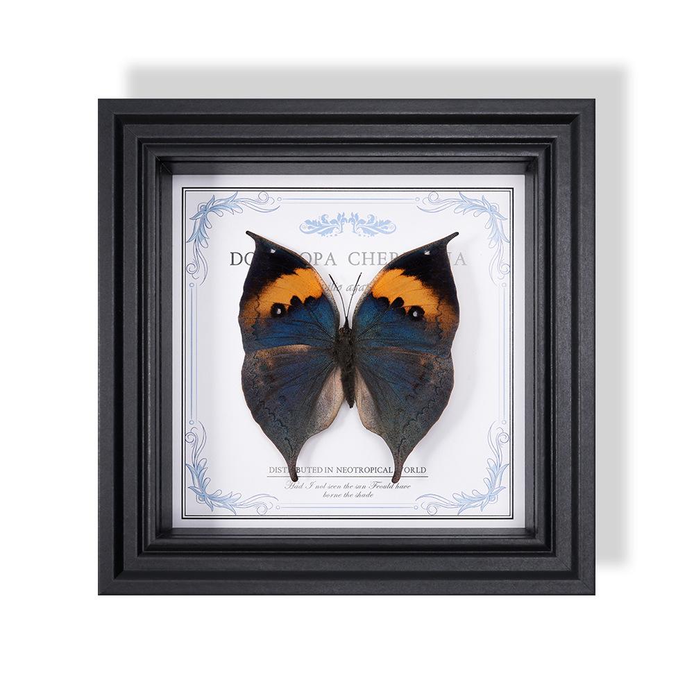 Wall-Mounted Butterfly Specimen Photo Frame: Home Decor & Gift for Valentine's Day, Qixi, Birthday, Couples & Insect Lovers