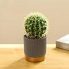 Artificial Cactus Desktop Ornament