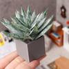 Miniature Potted Plant, Tiny Artificial Green Plant, Realistic Miniature Plant Model for 1:6 or 1:12 Scale Doll Mansion Miniature Room Decor