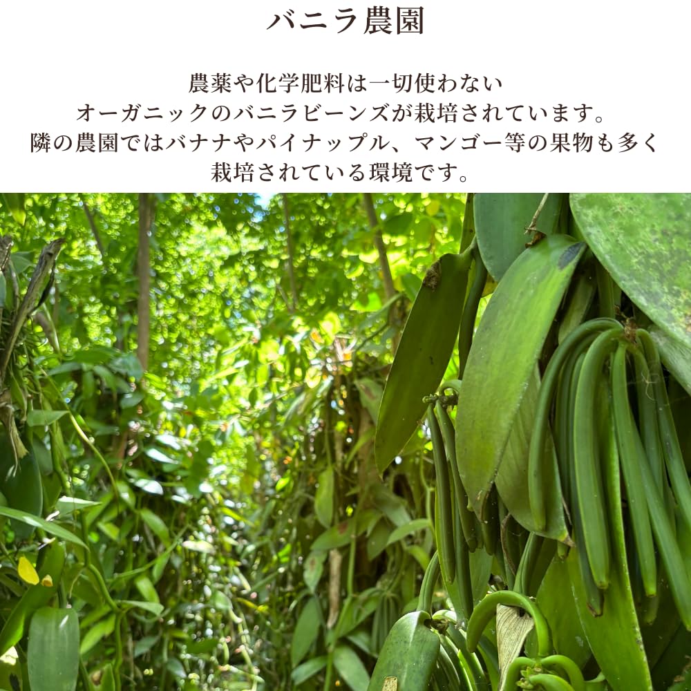 Vanilla Beans Made In A Grade Bourbon Sweets Homemade Great Value 18-20cm, Pesticide-free, Indonesia, Vanilla, Vanilla, Making, Extract, (12 Bottles)