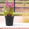 Bulk Set of 100 Black Plastic Flower Pots for Gardening Effective for Succulents and Small Plant Transplanting