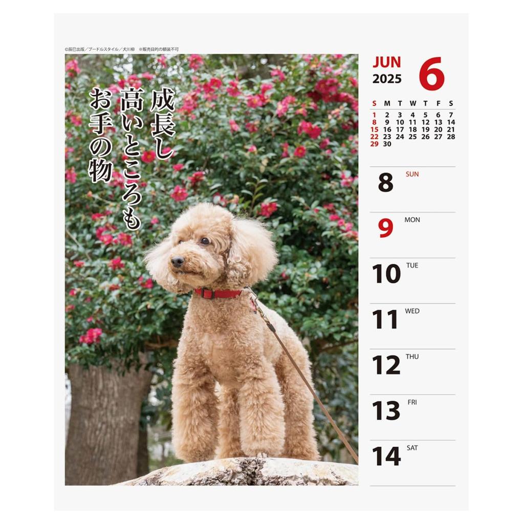 2025 Poodle Senryu (Weekly) Calendar No.028