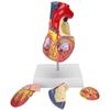2X Life Size Heart Model Human Heart Teaching Model Simulation Heart Organ Model