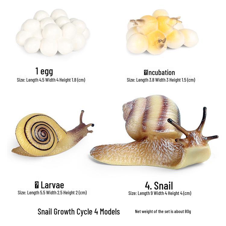Simulated Snail Growth Cycle Science Toy for Kids