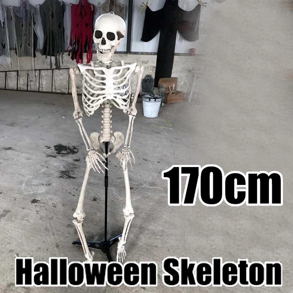 Halloween Skeleton Prop Human Full Size  Hand Life Body Anatomy Model Decor